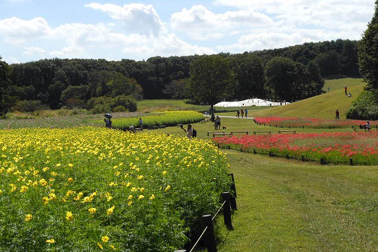 一週間前のコスモスです。（武蔵丘陵森林公園）_f0030085_2112134.jpg