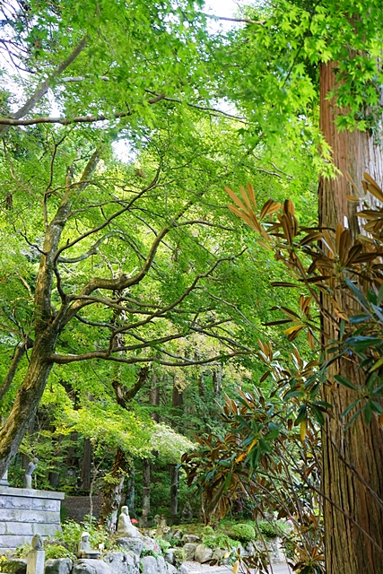 秋の箱根・長安寺_b0145398_21365377.jpg