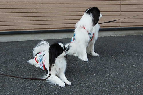 公園散歩サイクルが早くない？森ボーイな狆兄弟_a0155999_255280.jpg