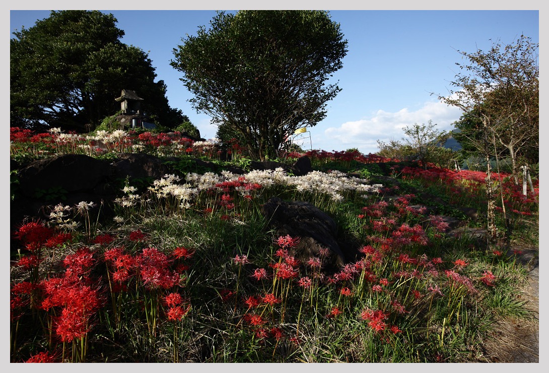 長崎・鉢巻山の彼岸花_c0129599_22102295.jpg