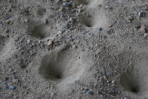 c0125702_114573.jpg