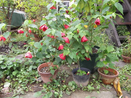 a0203003_16141150.jpg