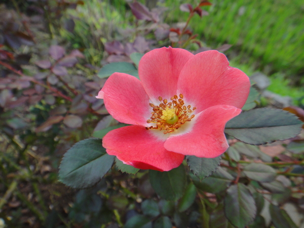 c0105306_20152558.jpg