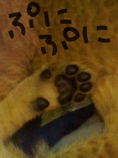 a0194911_21195843.jpg