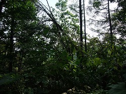 c0173813_16444314.jpg