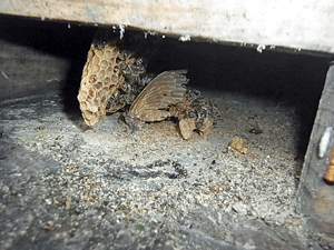 f0232920_1710249.gif