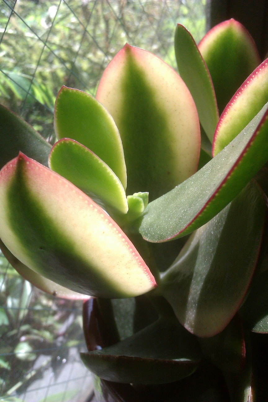a0094923_1184114.jpg