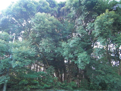 a0238324_11482145.jpg