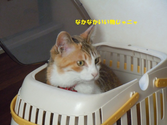 f0114128_111331.jpg