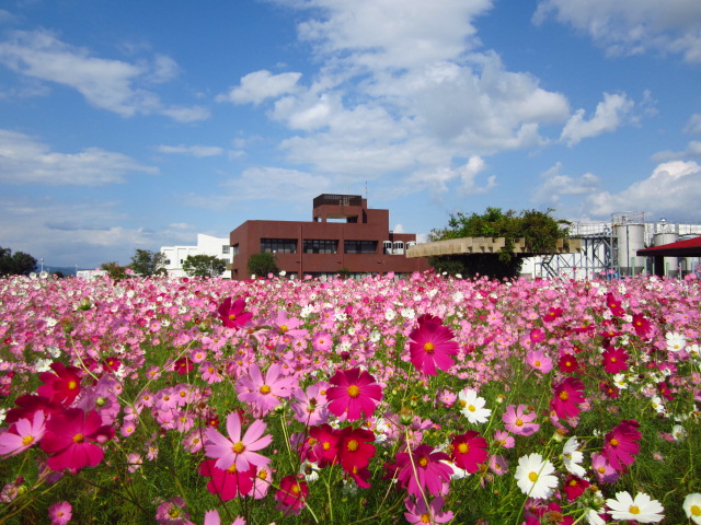 岡東浄化センター コスモス畑_a0197729_14584227.jpg