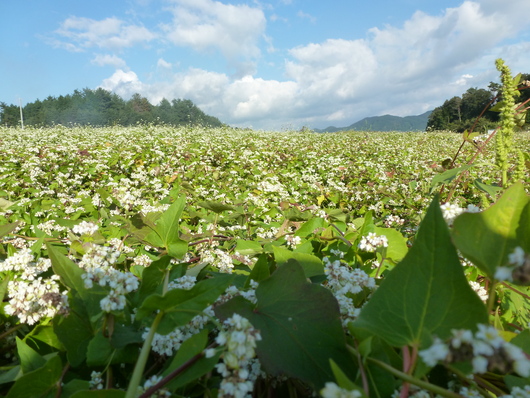 蕎麦の花_a0228333_22425632.jpg