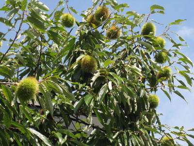 a0158236_10522598.jpg