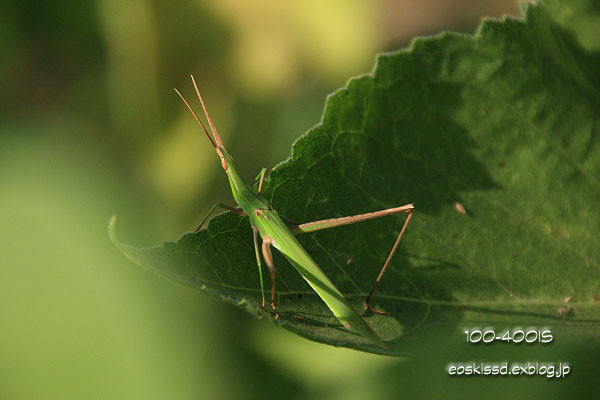 《花》　ヒマワリ　18-270mm　（越谷市大成町）_c0080036_0182048.jpg