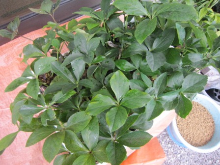 c0025140_20334630.jpg