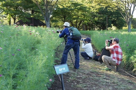 昭和記念公園４　コスモス祭り_b0008241_9415169.jpg