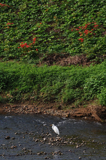 彼岸花（５）_c0093046_2242551.jpg