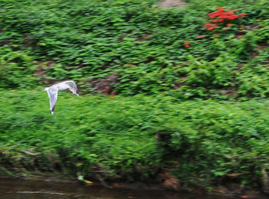 c0093046_22433112.jpg