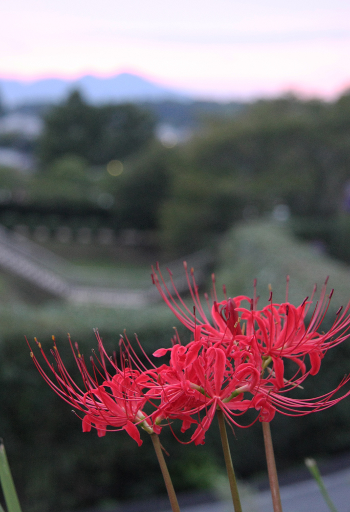 明日香　石舞台　二上山と彼岸花_c0108146_22284232.jpg