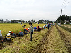 稲刈り体験(上目黒小・枝野小)_d0247484_1722535.jpg