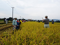 稲刈り体験(上目黒小・枝野小)_d0247484_17582176.jpg