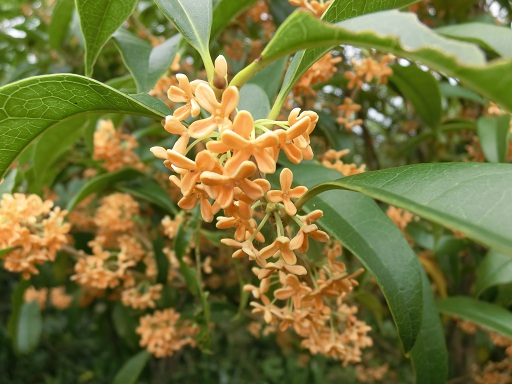 c0156104_23594997.jpg