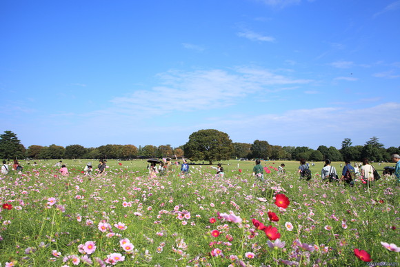 昭和記念公園のCOSMOS。_e0262305_0183772.jpg