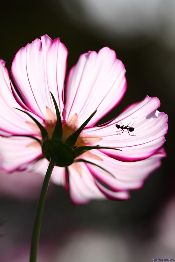 昭和記念公園のCOSMOS。_e0262305_019162.jpg