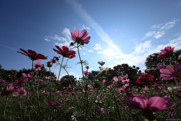 昭和記念公園のCOSMOS。_e0262305_020562.jpg