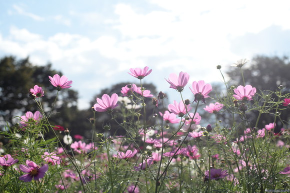 昭和記念公園のCOSMOS。_e0262305_020822.jpg