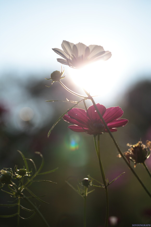 昭和記念公園のCOSMOS。_e0262305_0244068.jpg