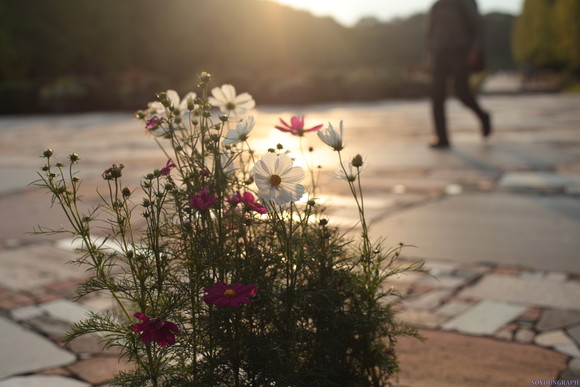 昭和記念公園のCOSMOS。_e0262305_0255026.jpg