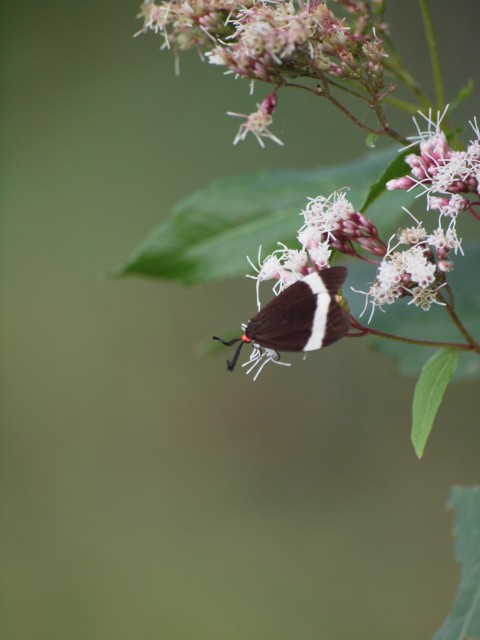 野草園にて_e0074308_065319.jpg