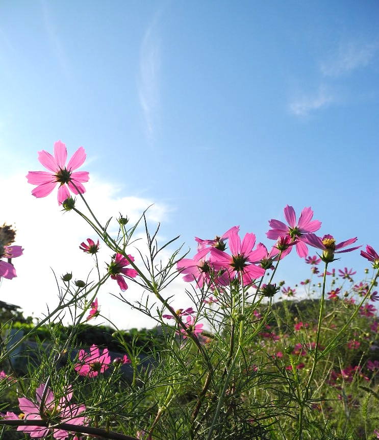 秋桜・川のほとりに咲く。_c0248013_18215743.jpg