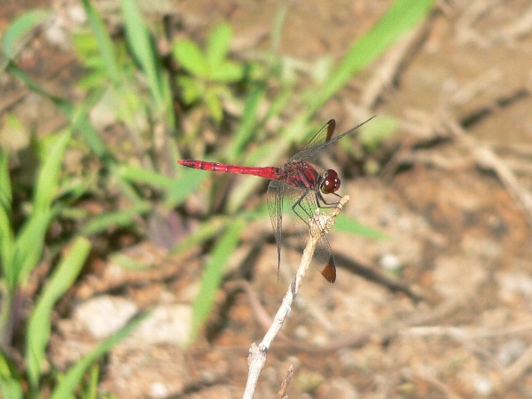 e0002314_16591746.jpg
