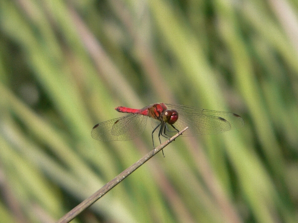 e0002314_1703718.jpg