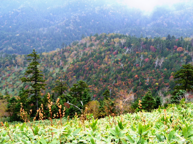 日本百名山　高妻山 (2,252.8M) 　 岩菅山 (2,295.0M) に登る_d0170615_123101.jpg