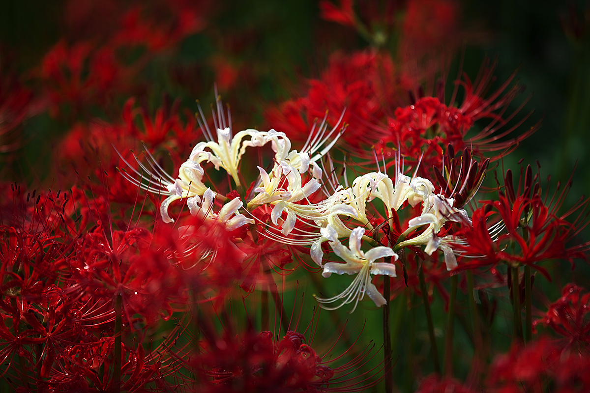 矢勝川の彼岸花2012_c0115616_630147.jpg