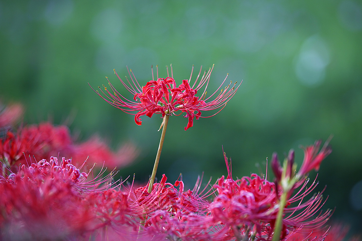 矢勝川の彼岸花2012_c0115616_6301857.jpg