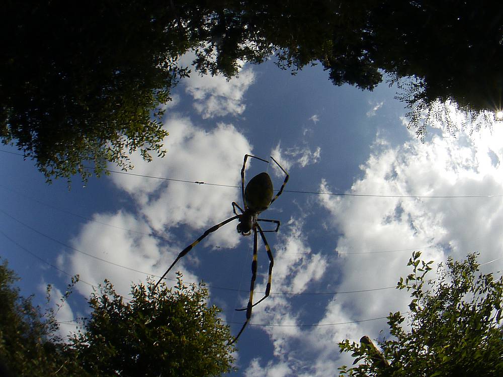 c0145418_166180.jpg
