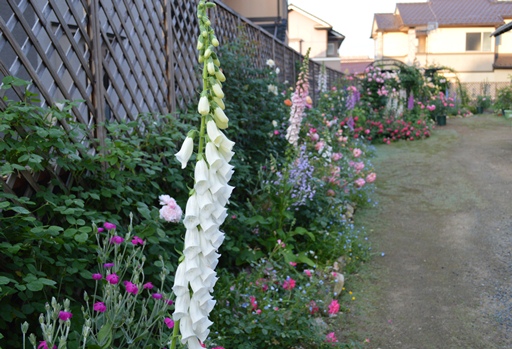 ジギタリスとミヤマオダマキの対照的な発芽 Doriのお気に入り