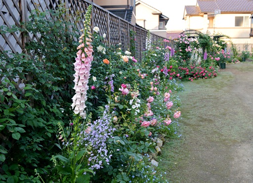 ジギタリスとミヤマオダマキの対照的な発芽 Doriのお気に入り