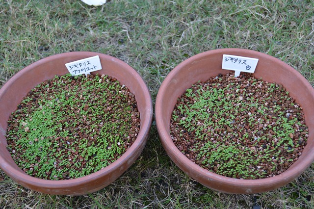 ジギタリスとミヤマオダマキの対照的な発芽 Doriのお気に入り