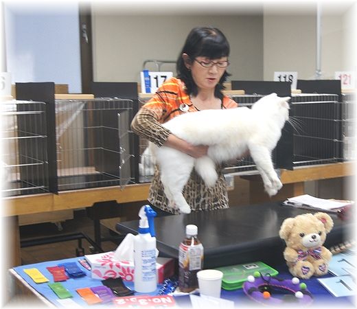TICA&FOUR LEAF CLOVER CAT CLUB 1st CAT SHOW_c0080132_1543215.jpg