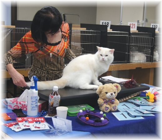 TICA&FOUR LEAF CLOVER CAT CLUB 1st CAT SHOW_c0080132_1551140.jpg