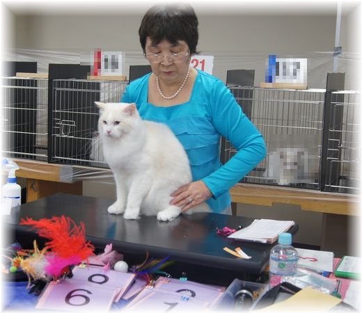 TICA&FOUR LEAF CLOVER CAT CLUB 1st CAT SHOW_c0080132_1574590.jpg