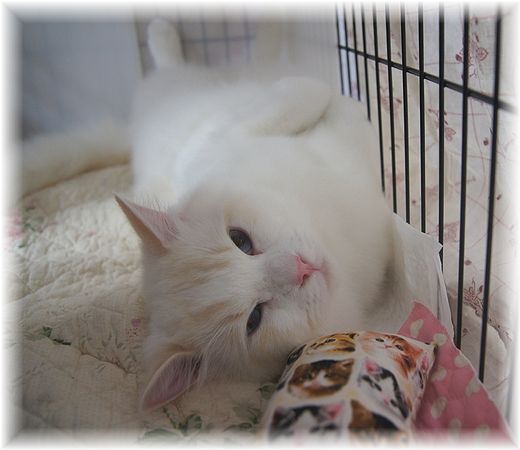TICA&FOUR LEAF CLOVER CAT CLUB 1st CAT SHOW_c0080132_1582686.jpg