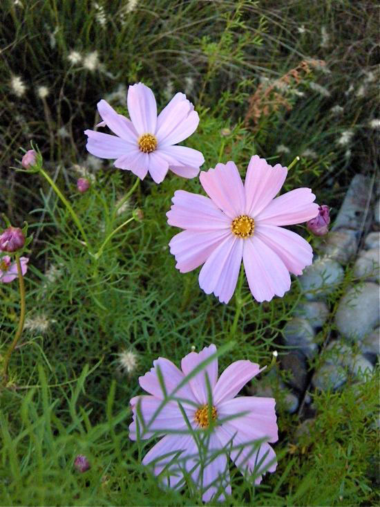 花を愛でつつ大宮八幡宮へ_e0247832_0323338.jpg