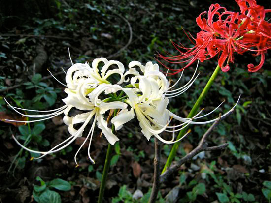 花を愛でつつ大宮八幡宮へ_e0247832_0324679.jpg