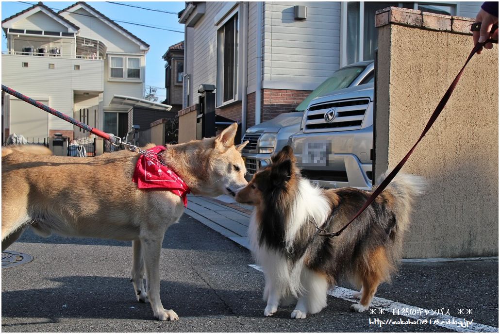 フレンドリ-な犬達に出会いました(^^♪_e0052135_22372951.jpg