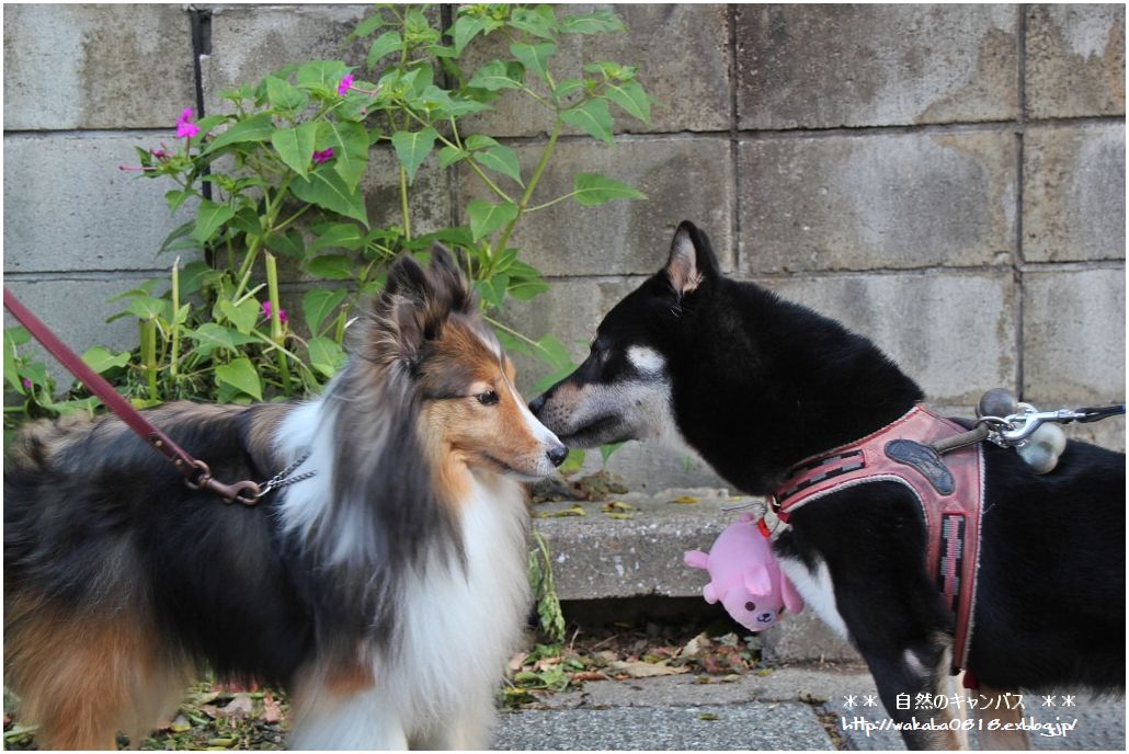 フレンドリ-な犬達に出会いました(^^♪_e0052135_22375443.jpg